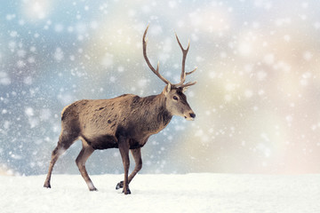 Naklejka na ściany i meble Deer in a snow on Christmas background