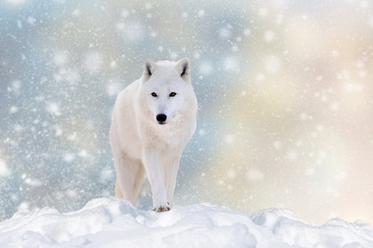 Wolf in a snow on Christmas background