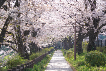 Footpath with Sakura Tree cheery blossom in Tachikawa, Tokyo,Japan