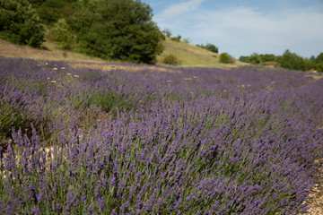Naklejka na ściany i meble Lavender Flowers In Provence South Of France