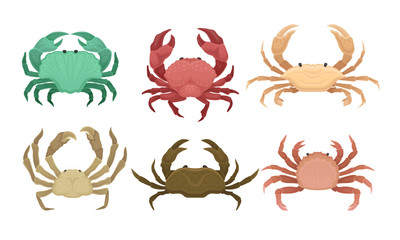 Bundle of Different Types of Crabs Vector Set