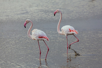 Couple of great pink flamingos with pink beaks on a quiet lake in La Camargue wetlands