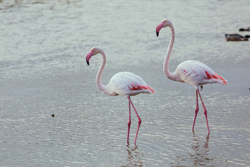 Couple of great pink flamingos with pink beaks on a quiet lake in La Camargue wetlands