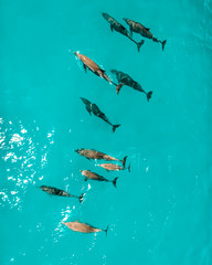 school of dolphins, Zanzibar - obrazy, fototapety, plakaty