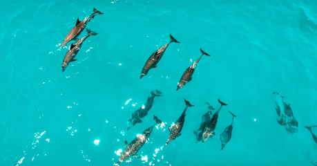 school of dolphins, Zanzibar - obrazy, fototapety, plakaty