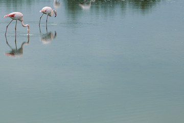 Couple of great flamingos birds fishing on a quiet lake in La Camargue wetlands