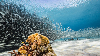 Bait ball / school of fish in turquoise water of coral reef in Caribbean Sea / Curacao - obrazy, fototapety, plakaty