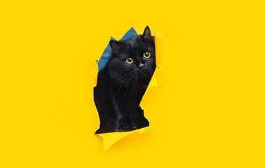 Funny black cat looks up through ripped hole in yellow paper. Peekaboo. Naughty pets and mischievous domestic animals. Copy space, bright background.