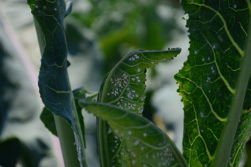 decorative cabbage leaves in the garden infected with white flies