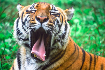 Plakat Funny Lazy Yawning Bengal Tiger