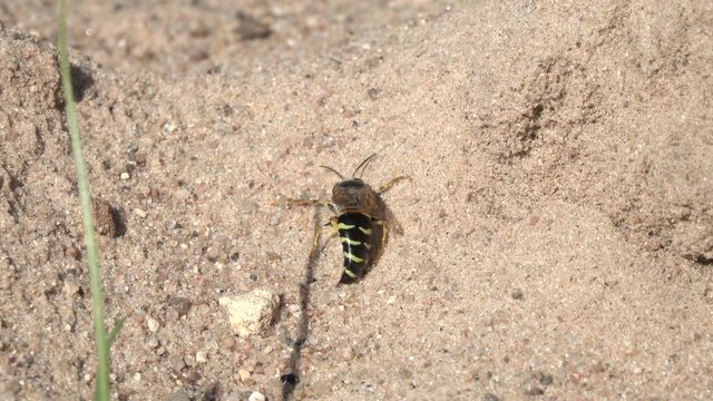 Wasp bathes in the sand. Cleaning wasp from parasites using sand