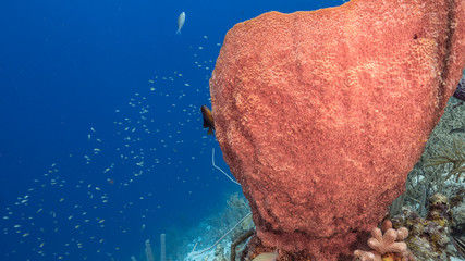 Seascape of coral reef in Caribbean Sea / Curacao with coral and sponge
