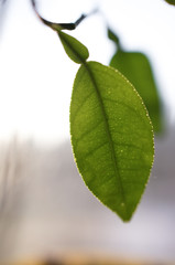 Green leaf in the sun.