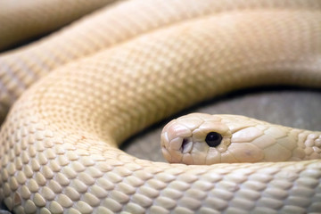 close up of rare white albino monocled cobra