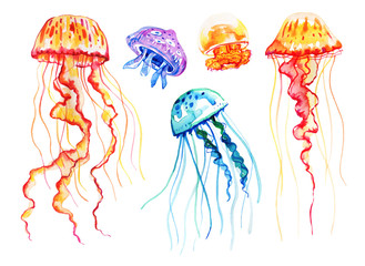 Naklejka premium Set of different color jellyfish. Hand drawn watercolor illustration