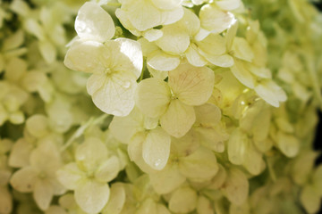 Summer green plants and flowers in a rustic garden. White hydrangea.