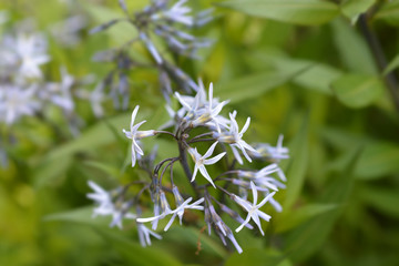 Blue dogbane