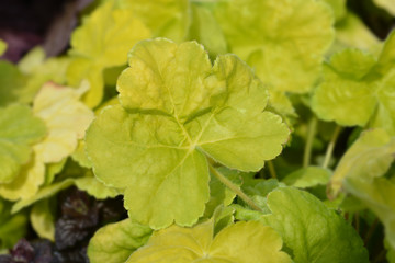 Coral Bells World Caffe Romano