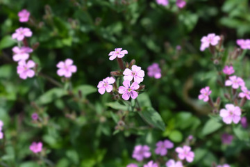 Rock soapwort