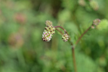 Salad burnet