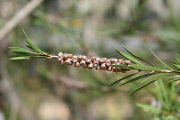 Dwarf bottlebrush