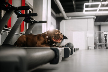 american bully dog resting on a treadmill in the gym