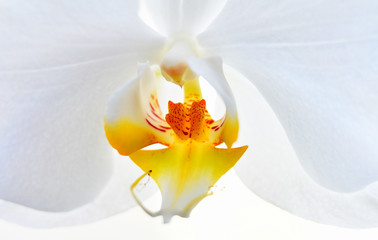 white orchid flower, fragment, macro