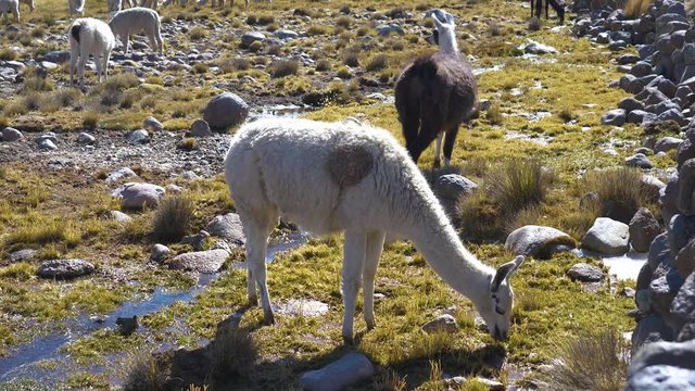 Wild Vicunas in brown and white hair. Vicuna or Vicugna is a south american camelid which live in the high alpine areas.  National Reserve of Salinas y Aguada Blanca. of Arequipa Region, Peru