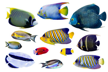 Set of Saltwater angelfish on white isolated background with clipping path such as french, regal, emperor and queen - obrazy, fototapety, plakaty