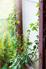 Garden window. Selective focus
