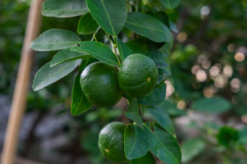 Lemon from the garden that is preparing to be sold