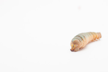 Hawk-moth Caterpillar isolated on a white background