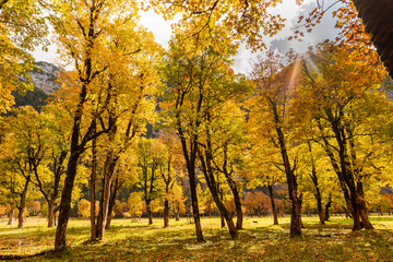 Colorful maple trees in Austrian mountain valley Großer Ahornboden during autumn