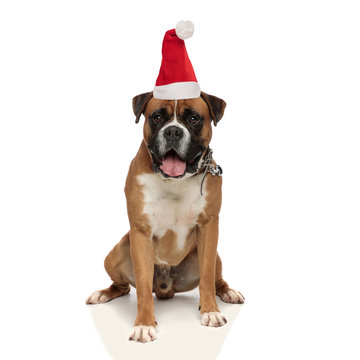 Boxer dog christmas 2025