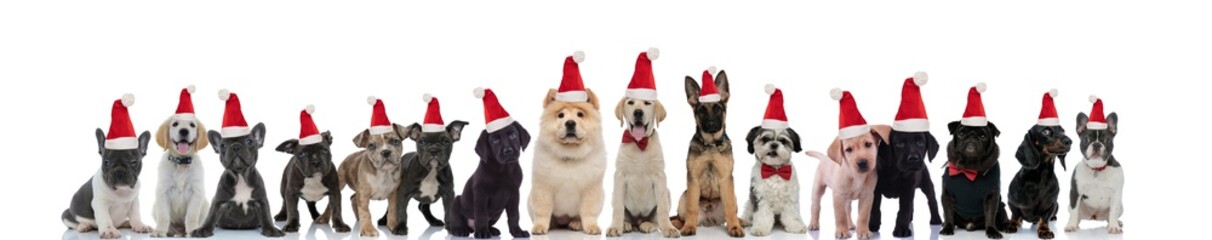 large group of cute dogs are ready to celebrate christmas