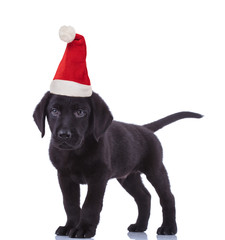 cute black labrador retriever wearing santa claus hat for christmas