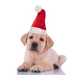 cute little labrador retriever puppy wearing santa hat