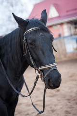 portrait of a horse in a pen, outdoors.