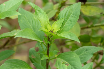 Fototapeta na wymiar Green leaves of the basil plant