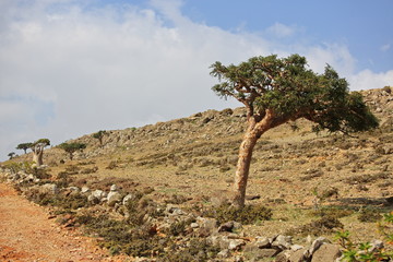 Boswellia - frankincense tree - Socotra island - 303502917
