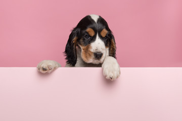 Cocker Spaniel puppy hanging over the border of a pastel pink board with its paws on a pink background