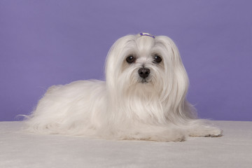 Pretty longhaired Maltese dog lying looking at the camera on a purple background