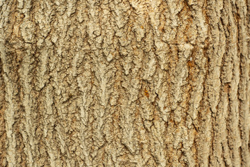 Texture of bark of the tree