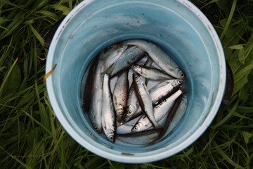 Still life with fish bleak in a blue bucket on the grass.