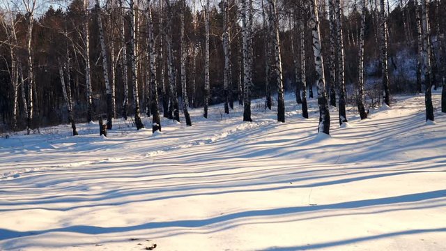 winter forest with trees covered snow, steadicam shot