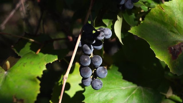 The grape ripens on the vine.