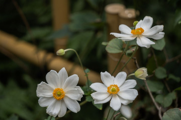 竹垣と秋明菊で和封の秋イメージ