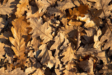 autumn fallen oak leaves and sea pebbles pattern 