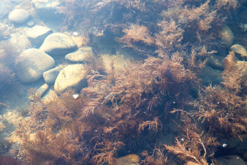 seaweed under water and sea pebbles pattern. clear sea water