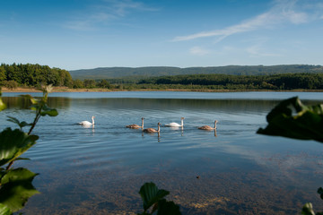 flock of swans on a sunny lake floats beautifully against the backdrop of a distant forest